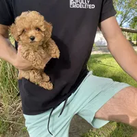 Penny REDUCED, a female Poodle - Toy  for sale in Saint Joseph, MO – Photo 2 of 8