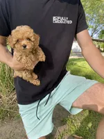 Penny REDUCED, a female Poodle - Toy  for sale in Saint Joseph, MO – Photo 2 of 8