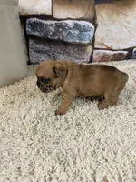 Kane, a male French Bulldog for sale in Saint Joseph, MO – 2 of 8