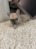Jax, a male French Bulldog for sale in Saint Joseph, MO – 3 of 7