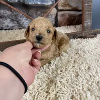Sawyer, a male Poodle - Toy  for sale in Saint Joseph, MO – Photo 2 of 8