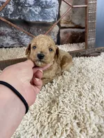 Sawyer, a male Poodle - Toy  for sale in Saint Joseph, MO – Photo 2 of 8