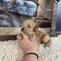 Sawyer, a male Poodle - Toy  for sale in Saint Joseph, MO – Photo 8 of 8