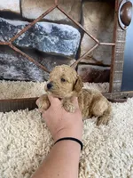 Sawyer, a male Poodle - Toy  for sale in Saint Joseph, MO – Photo 8 of 8