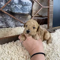 Sawyer, a male Poodle - Toy  for sale in Saint Joseph, MO – Photo 3 of 8