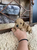 Sawyer, a male Poodle - Toy  for sale in Saint Joseph, MO – Photo 3 of 8