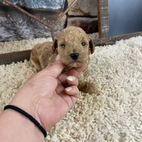 Sawyer, a male Poodle - Toy  for sale in Saint Joseph, MO – Photo 1 of 8