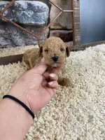 Sawyer, a male Poodle - Toy  for sale in Saint Joseph, MO – Photo 1 of 8