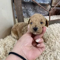 Sawyer, a male Poodle - Toy  for sale in Saint Joseph, MO – Photo 5 of 8
