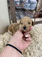 Sawyer, a male Poodle - Toy  for sale in Saint Joseph, MO – Photo 5 of 8