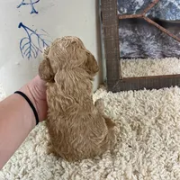 Sawyer, a male Poodle - Toy  for sale in Saint Joseph, MO – Photo 7 of 8