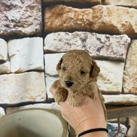 Sawyer, a male Poodle - Toy  for sale in Saint Joseph, MO – Photo 4 of 8