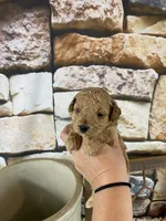 Sawyer, a male Poodle - Toy  for sale in Saint Joseph, MO – Photo 4 of 8