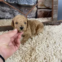 Sawyer, a male Poodle - Toy  for sale in Saint Joseph, MO – Photo 6 of 8