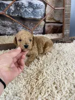 Sawyer, a male Poodle - Toy  for sale in Saint Joseph, MO – Photo 6 of 8