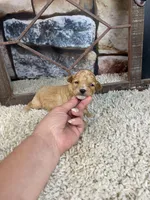 Brady, a male Poodle - Toy  for sale in Saint Joseph, MO – 6 of 6