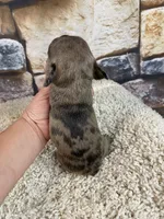 Kimmy, a female French Bulldog for sale in Saint Joseph, MO – 5 of 6