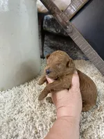 Hudson, a male Poodle - Toy  for sale in Saint Joseph, MO – 5 of 7