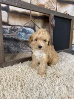 Brady, a male Poodle - Toy  for sale in Saint Joseph, MO – 4 of 8