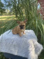 Kane, a male French Bulldog for sale in Saint Joseph, MO – 2 of 7
