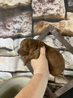 Hudson, a male Poodle - Toy  for sale in Saint Joseph, MO – 7 of 7