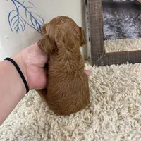 Meadow, a female Poodle - Toy  for sale in Saint Joseph, MO – Photo 3 of 6