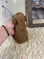 Meadow, a female Poodle - Toy  for sale in Saint Joseph, MO – Photo 3 of 6