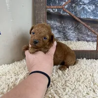 Meadow, a female Poodle - Toy  for sale in Saint Joseph, MO – Photo 4 of 6