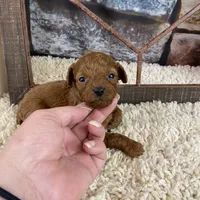 Meadow, a female Poodle - Toy  for sale in Saint Joseph, MO – Photo 6 of 6