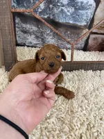 Meadow, a female Poodle - Toy  for sale in Saint Joseph, MO – Photo 6 of 6