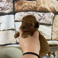 Meadow, a female Poodle - Toy  for sale in Saint Joseph, MO – Photo 5 of 6