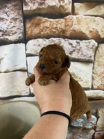 Meadow, a female Poodle - Toy  for sale in Saint Joseph, MO – Photo 5 of 6