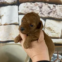 Meadow, a female Poodle - Toy  for sale in Saint Joseph, MO – Photo 1 of 6