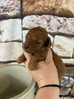 Meadow, a female Poodle - Toy  for sale in Saint Joseph, MO – Photo 1 of 6