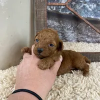 Meadow, a female Poodle - Toy  for sale in Saint Joseph, MO – Photo 2 of 6