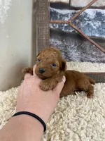 Meadow, a female Poodle - Toy  for sale in Saint Joseph, MO – Photo 2 of 6
