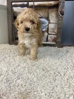 Brady, a male Poodle - Toy  for sale in Saint Joseph, MO – 7 of 8