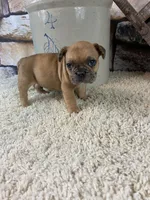 Kane, a male French Bulldog for sale in Saint Joseph, MO – 5 of 7
