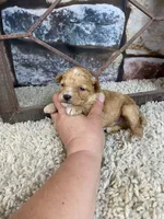 Brady, a male Poodle - Toy  for sale in Saint Joseph, MO – 5 of 6