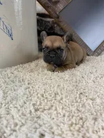 Buster, a male French Bulldog for sale in Saint Joseph, MO – 4 of 9