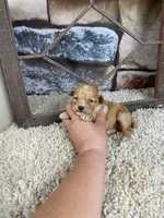 Brady, a male Poodle - Toy  for sale in Saint Joseph, MO – 3 of 6