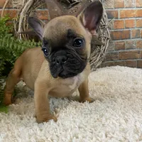 Bommer, a male French Bulldog for sale in Saint Joseph, MO – Photo 2 of 5