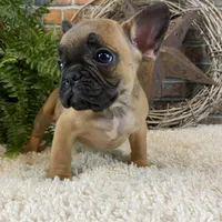 Bommer, a male French Bulldog for sale in Saint Joseph, MO – Photo 5 of 5