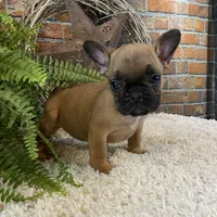 Bommer, a male French Bulldog for sale in Saint Joseph, MO – Photo 3 of 5