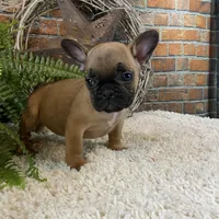 Bommer, a male French Bulldog for sale in Saint Joseph, MO – Photo 1 of 5