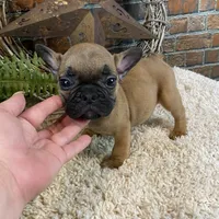 Bommer, a male French Bulldog for sale in Saint Joseph, MO – Photo 4 of 5