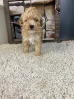 Brady, a male Poodle - Toy  for sale in Saint Joseph, MO – 6 of 8