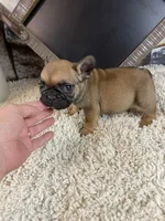 Buster, a male French Bulldog for sale in Saint Joseph, MO – 2 of 9