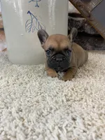 Buster, a male French Bulldog for sale in Saint Joseph, MO – 5 of 9