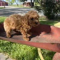 Lilly REDUCED, a female Poodle - Toy  for sale in Saint Joseph, MO – Photo 7 of 8